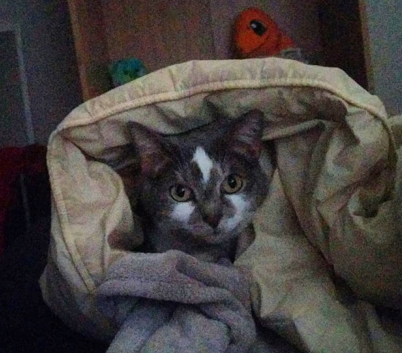 Cat Picture